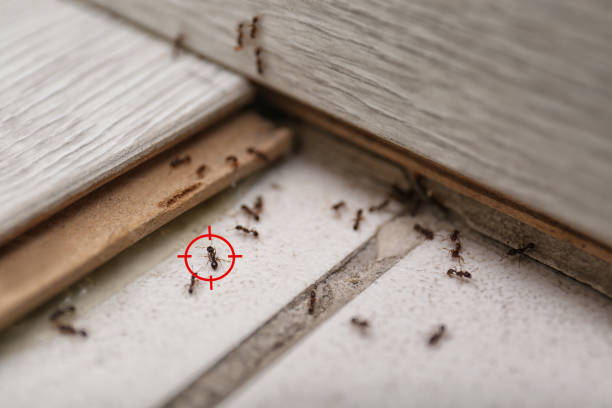 Best Emergency Pest Control  in Ellenville, NY